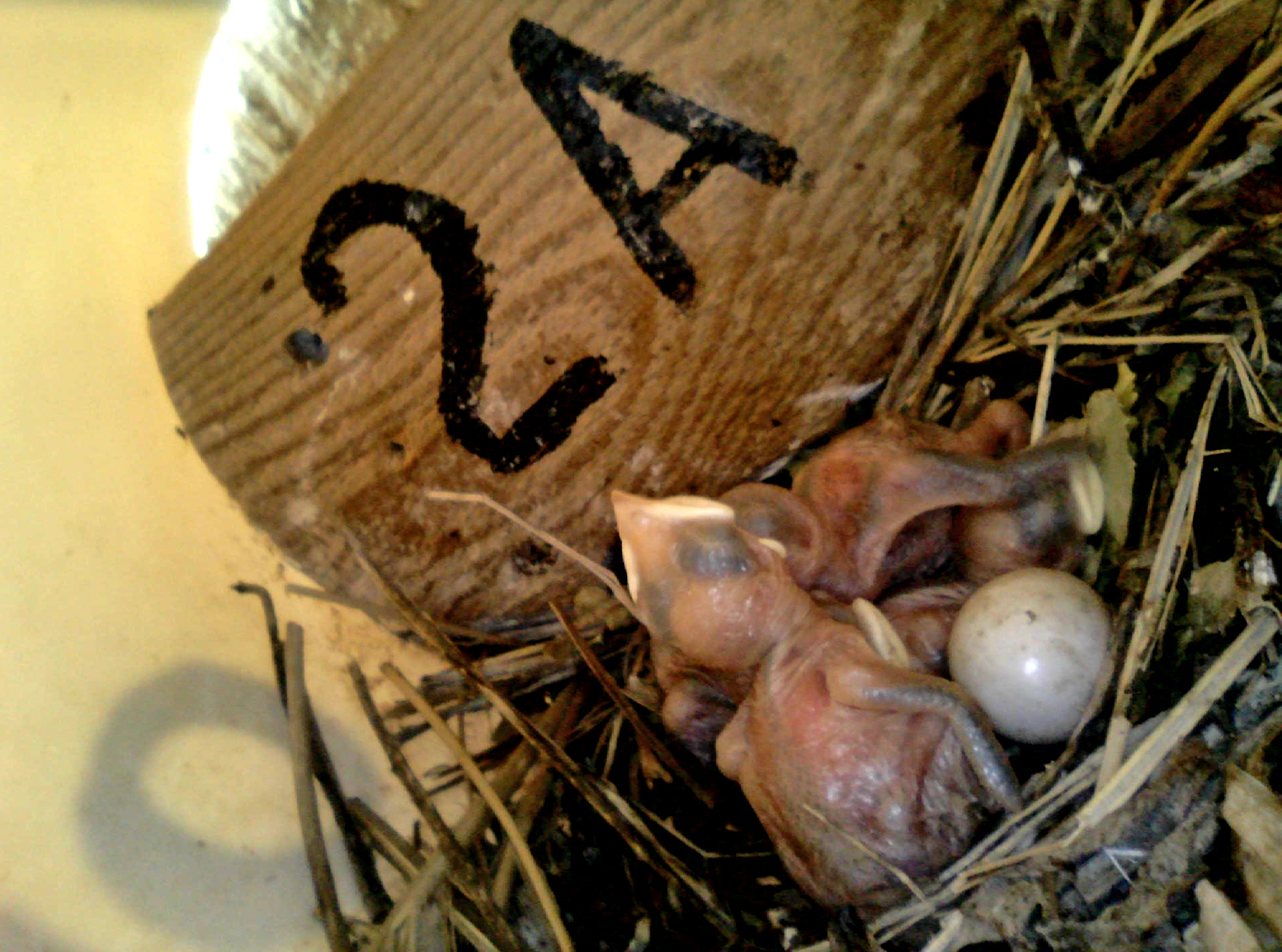OPAS 2A